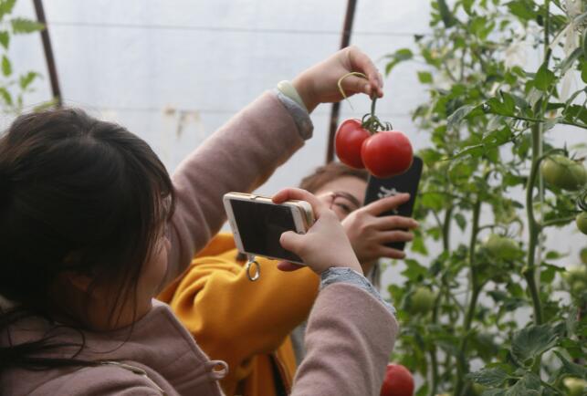 華州“普羅旺斯”西紅柿上市供不應(yīng)求