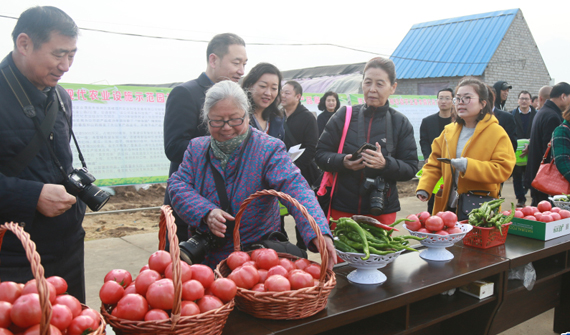 華州“水果西紅柿”熟了品鑒活動舉辦