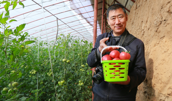 美食品鑒團華州區(qū)蔬菜種植基地里享受采摘樂趣