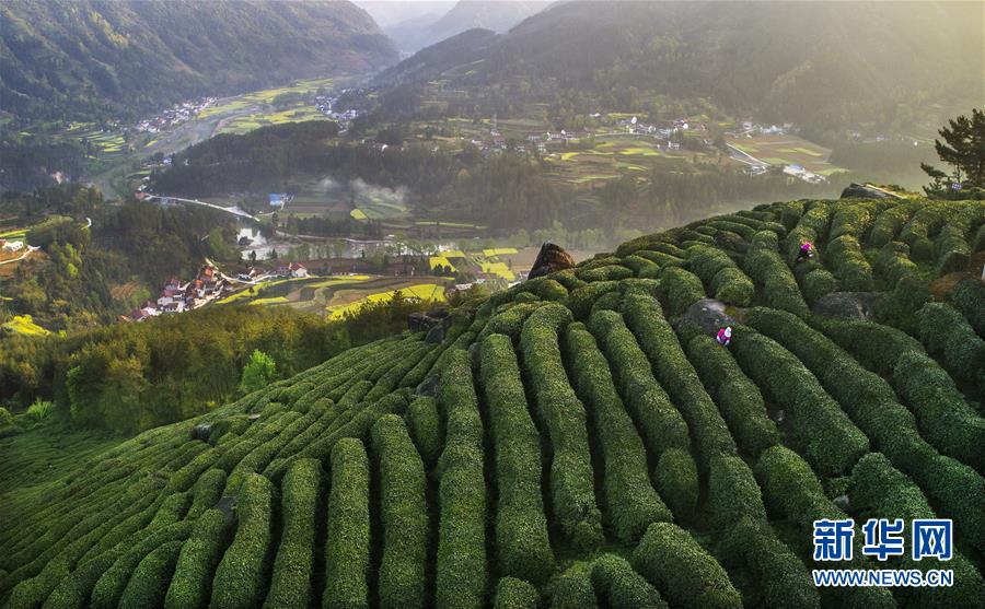 茶園春波滿山來