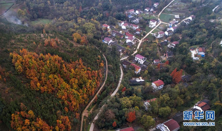 秦嶺腹地：青山就是好日子的“靠山”